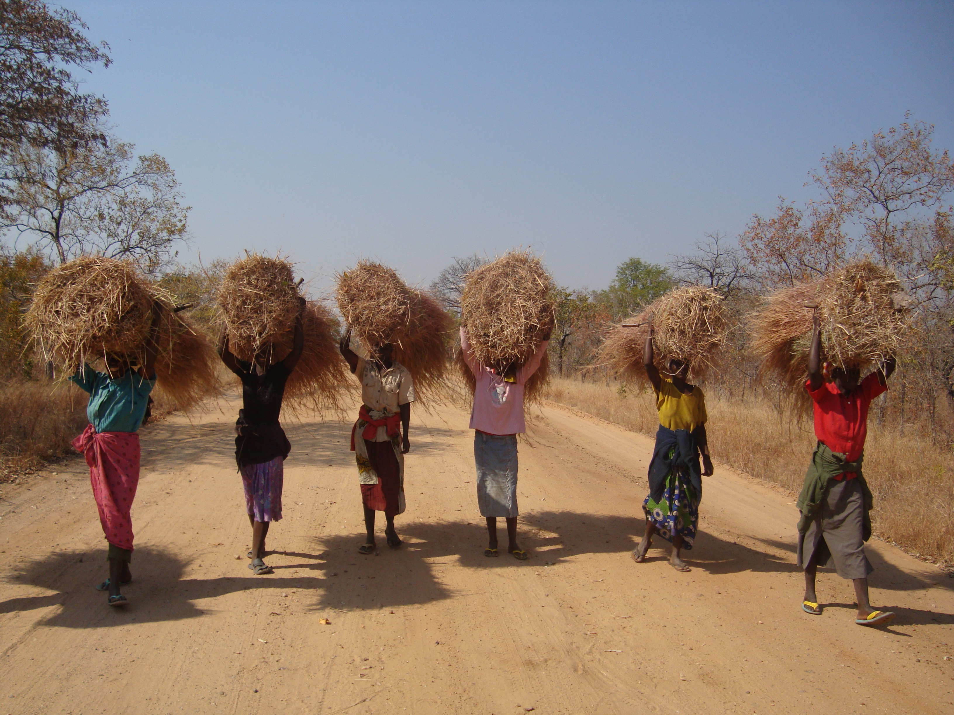 On the road to work, Africa ladies carrying hay above their heads down a dusty African road